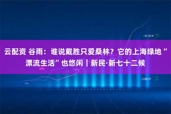 云配资 谷雨：谁说戴胜只爱桑林？它的上海绿地“漂流生活”也悠闲｜新民·新七十二候